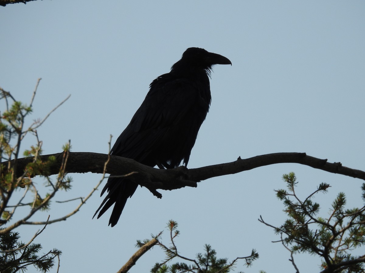 Common Raven - ML65164271