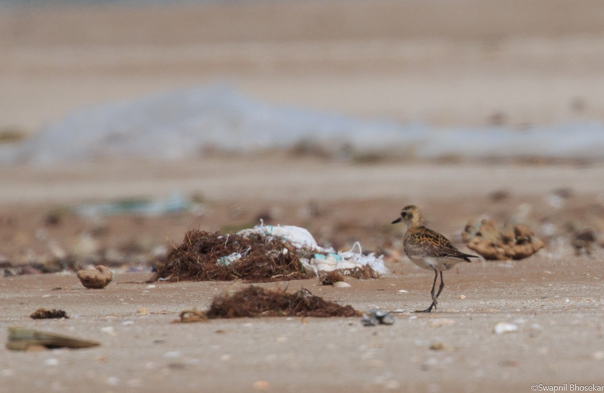 Pacific Golden-Plover - ML65164291