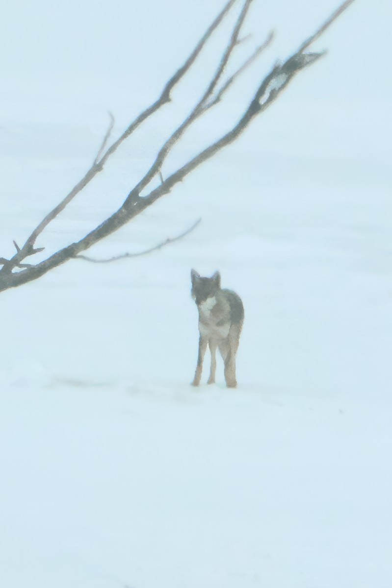 Койот - ML651643042