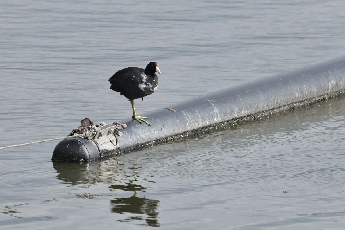 Hawaiian Coot (Red-shielded) - ML651643201