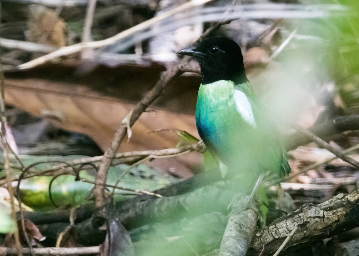 Eastern Hooded Pitta - ML651643834
