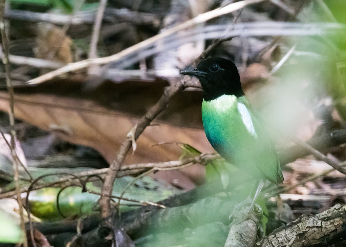 Eastern Hooded Pitta - ML651643835