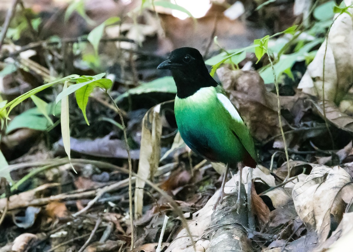 Eastern Hooded Pitta - ML651643836
