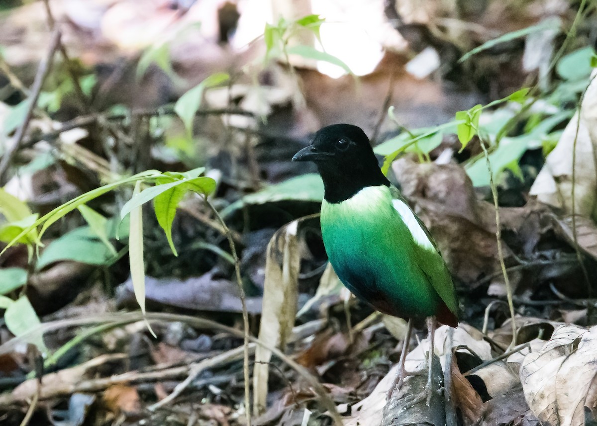 Eastern Hooded Pitta - ML651643838