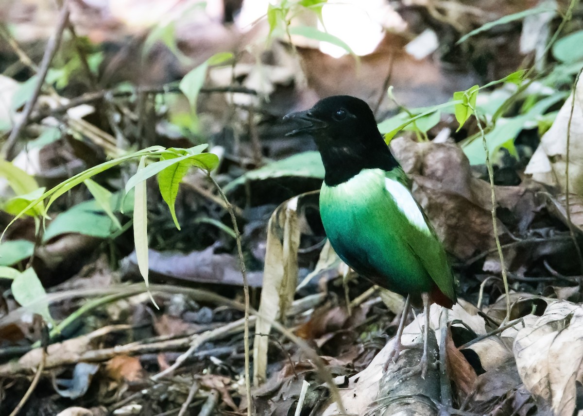 Eastern Hooded Pitta - ML651643839