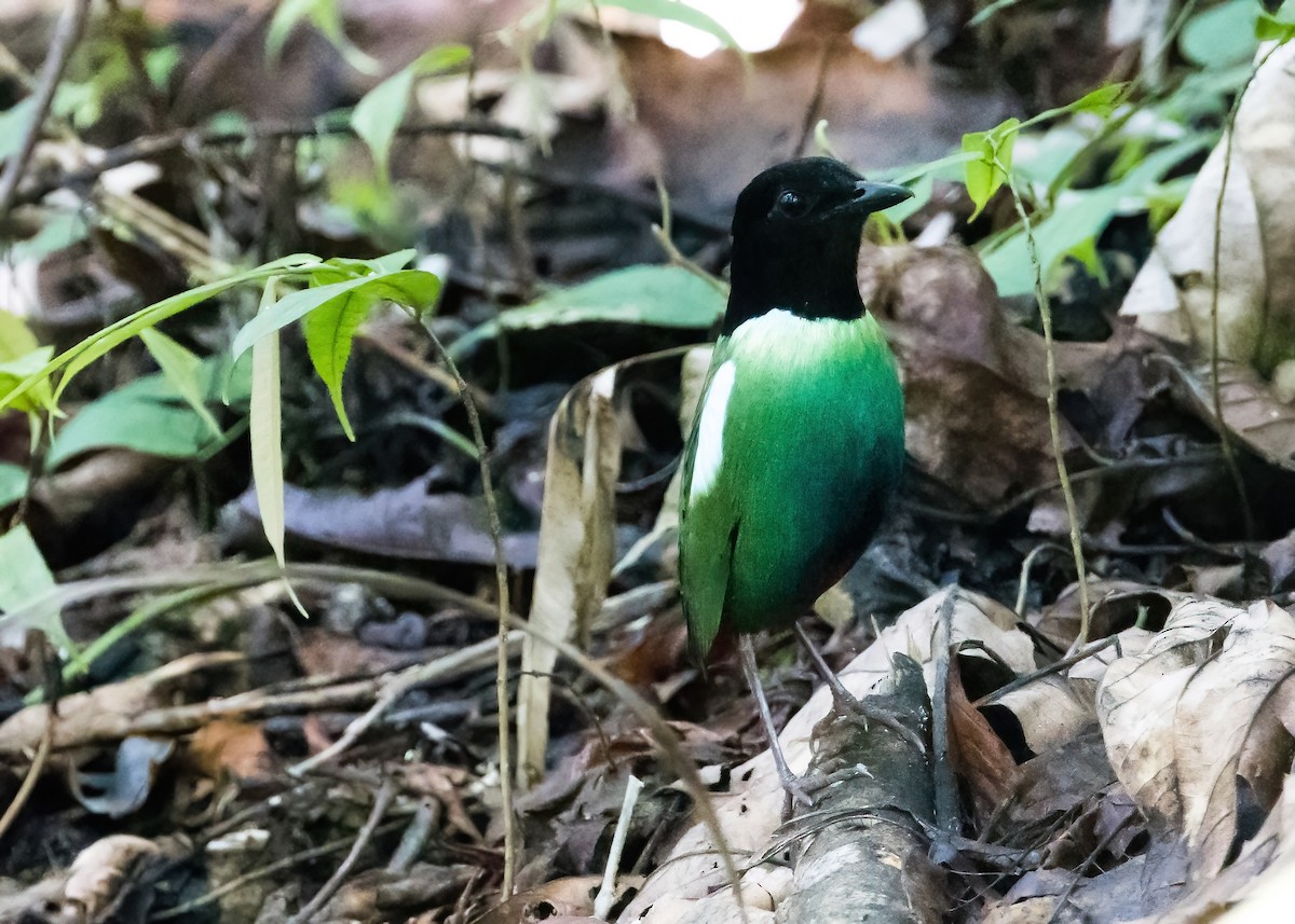 Eastern Hooded Pitta - ML651643840