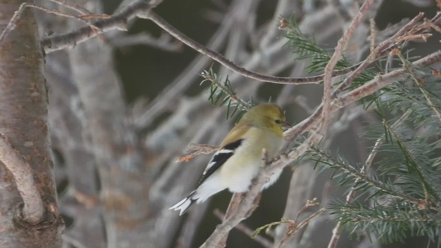 čížek žlutý - ML651643964