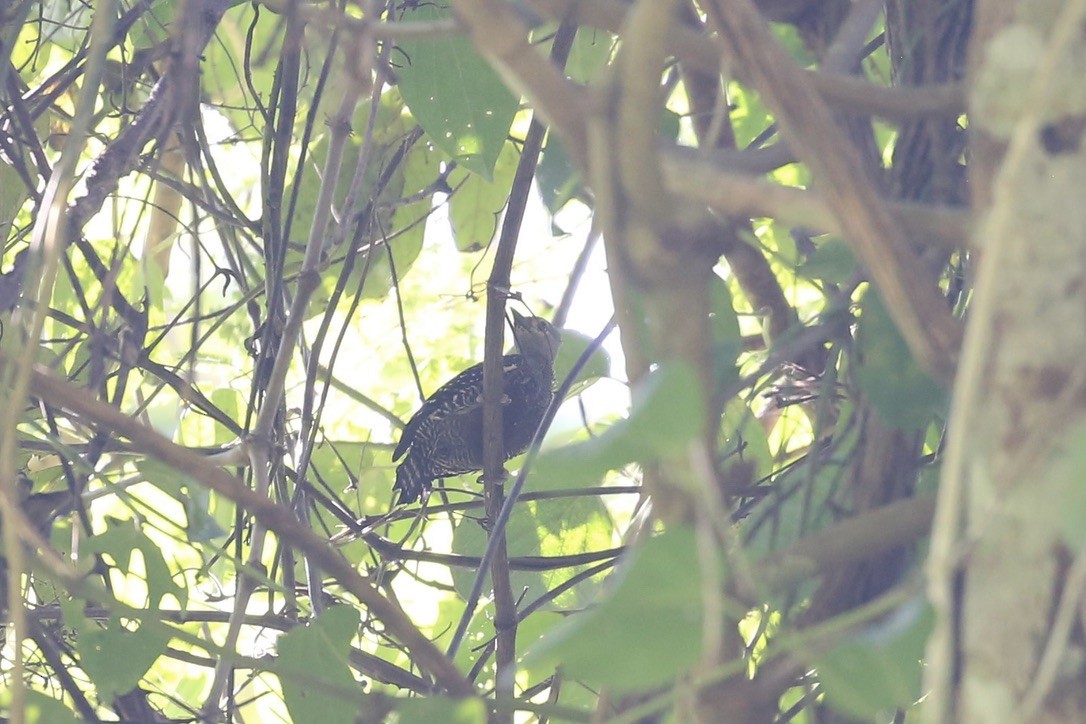 ヒメカレハゲラ - ML651643971