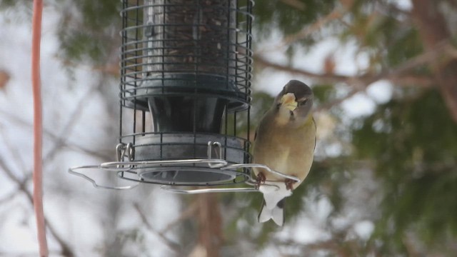 Evening Grosbeak - ML651643972