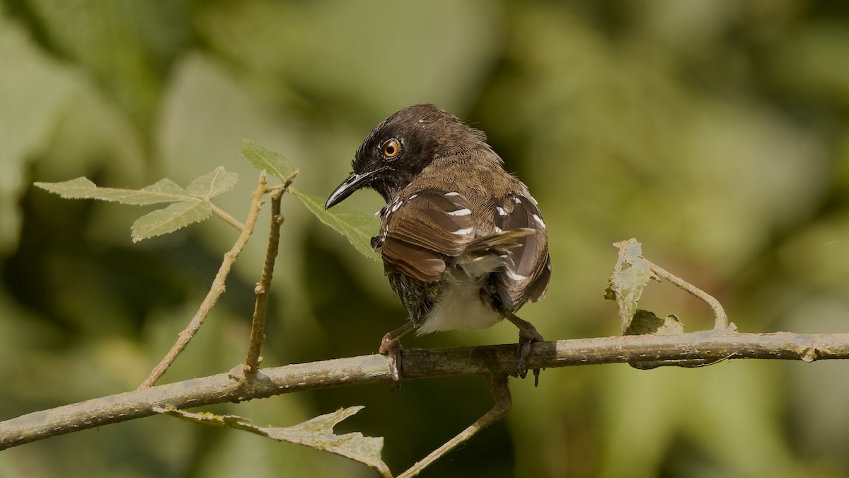Banded Prinia - ML651644220