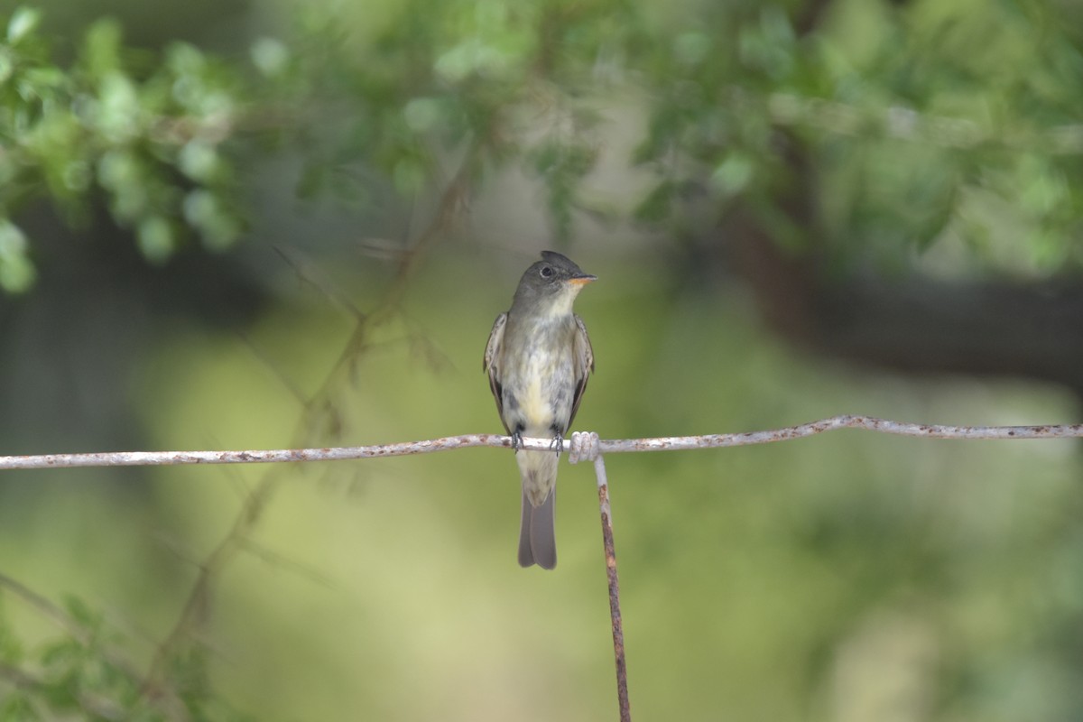 Doğulu Pivi - ML651644264