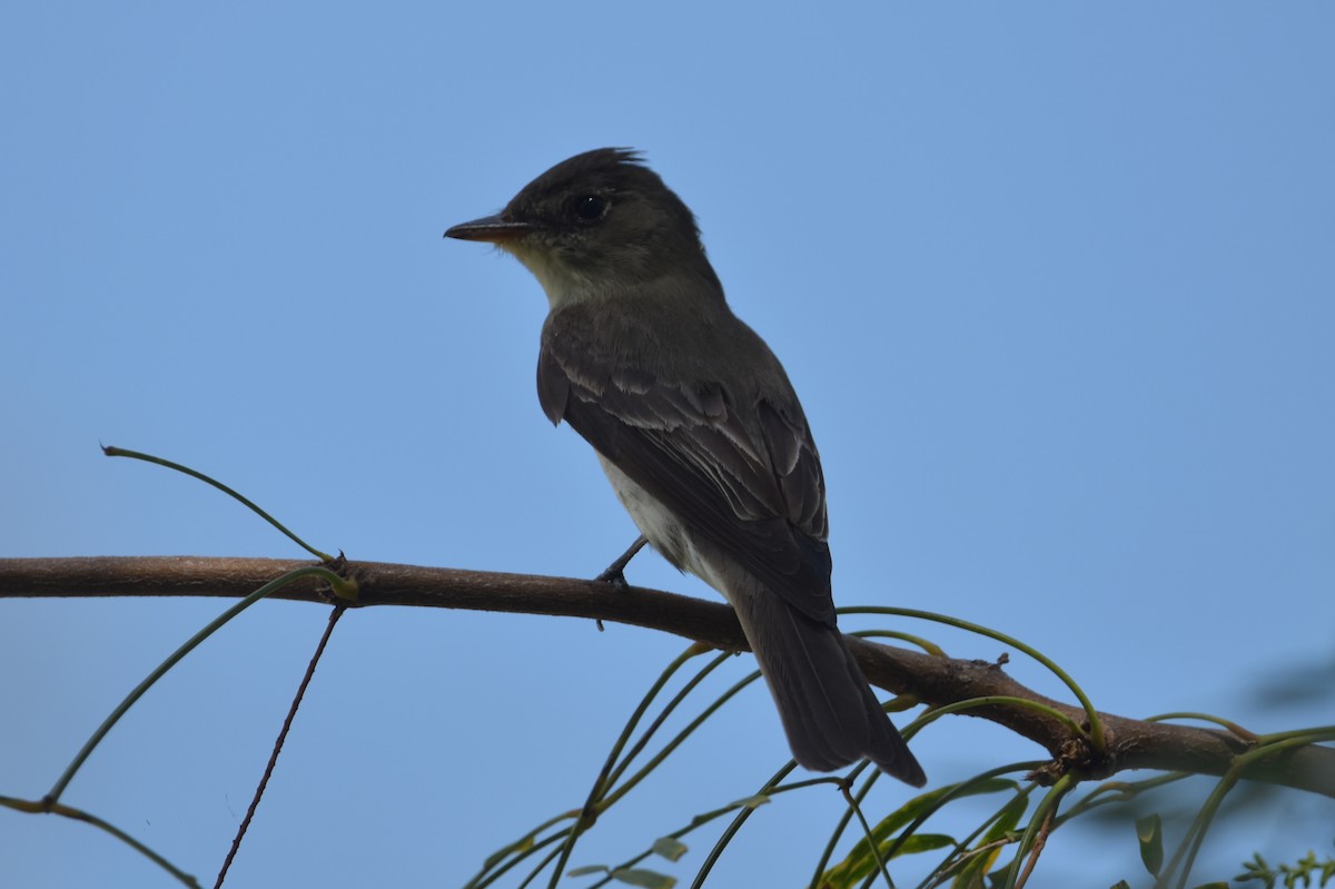 Doğulu Pivi - ML651644276