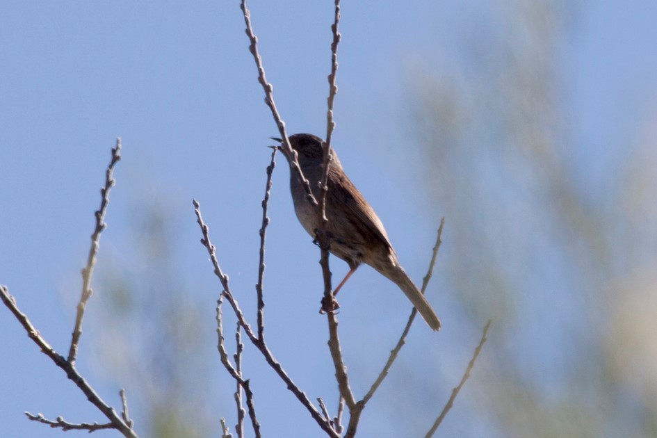 Dunnock - ML65164441