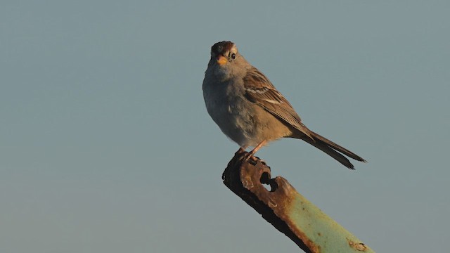 White-crowned Sparrow - ML651644934