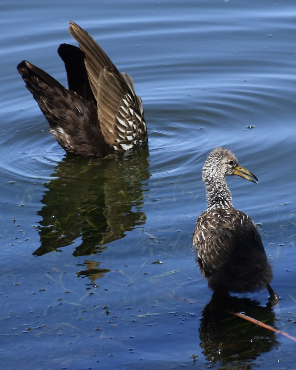 Limpkin - ML651645006