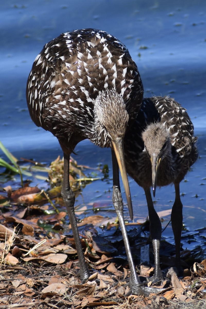 Limpkin - ML651645013