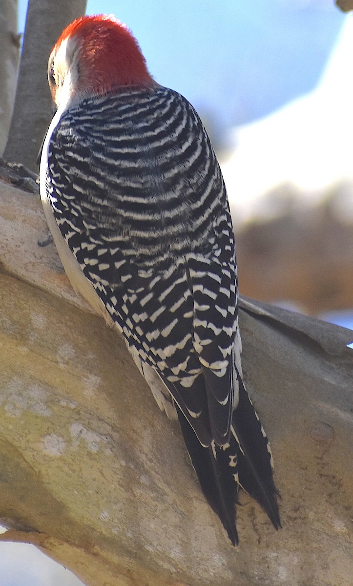 Red-bellied Woodpecker - ML651645025