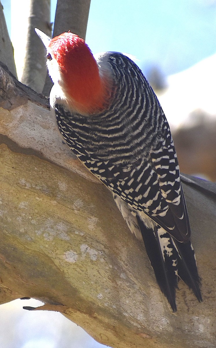 Red-bellied Woodpecker - ML651645031