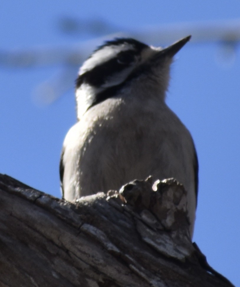 Downy Woodpecker - ML651645035