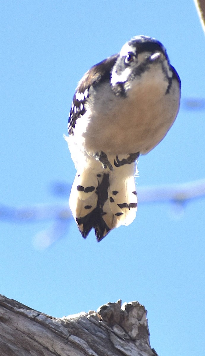 Downy Woodpecker - ML651645045