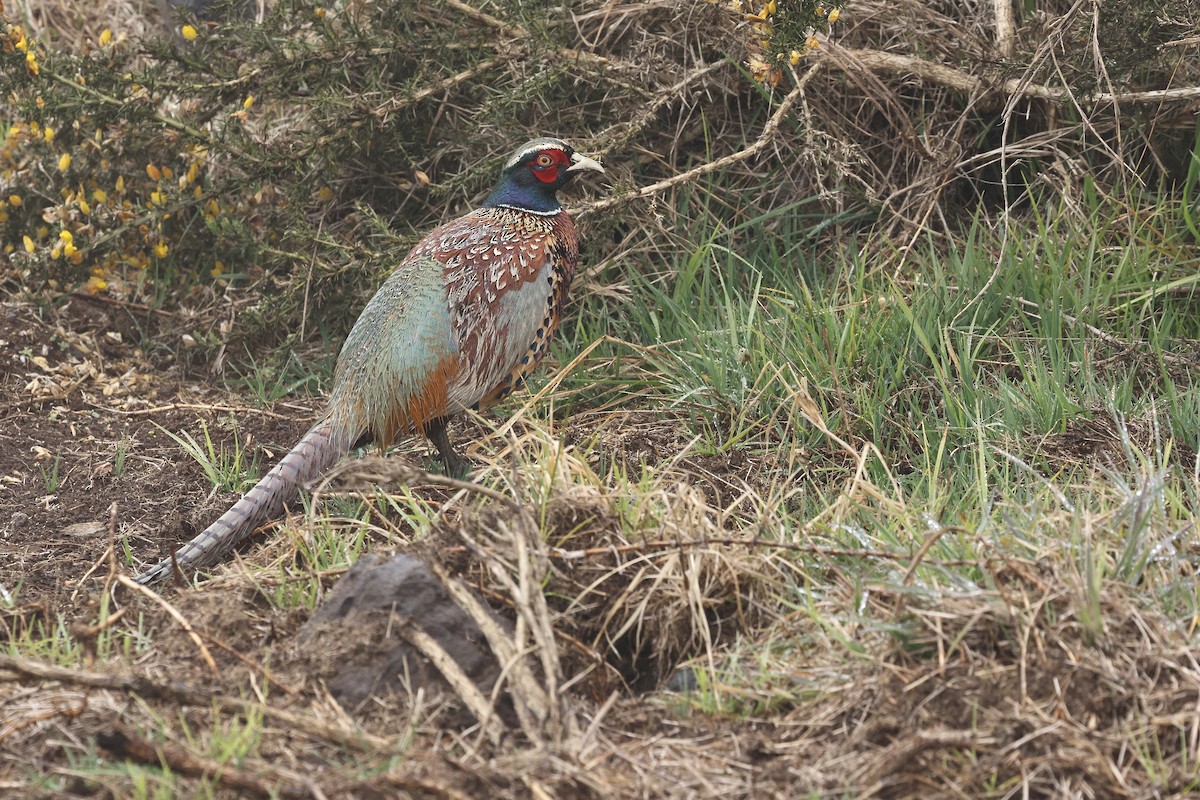 Faisai arrunta - ML651645539