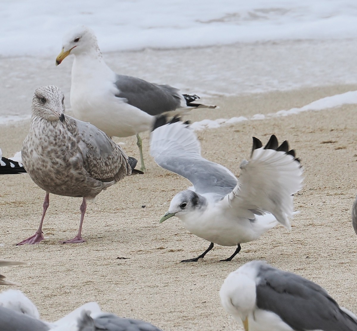 Antxeta hankabeltza - ML651645782