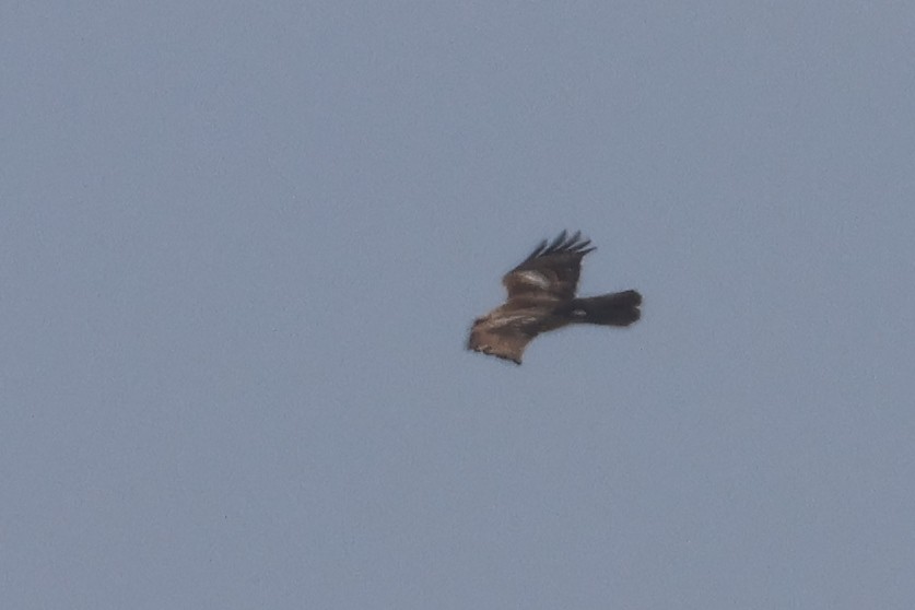 Buteo, unbestimmt - ML651645898