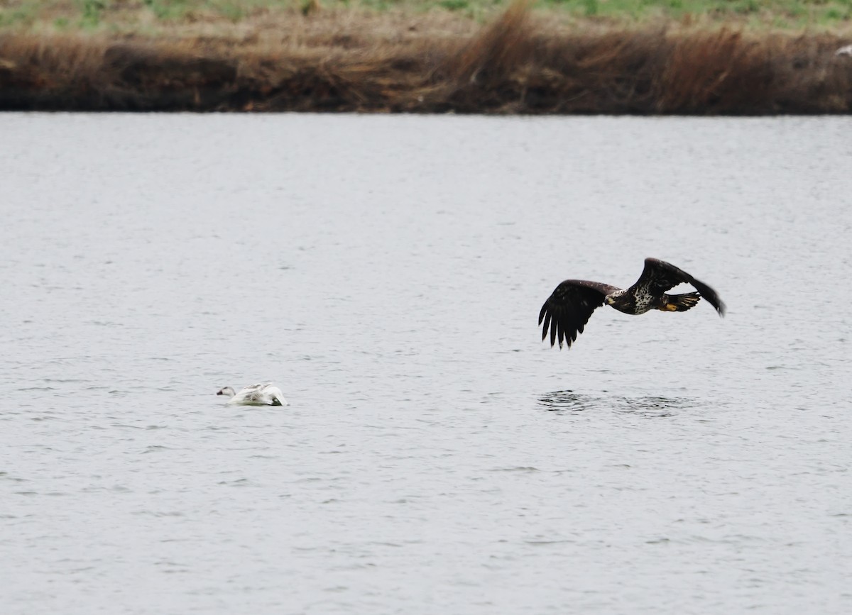 Орлан білоголовий - ML651646065