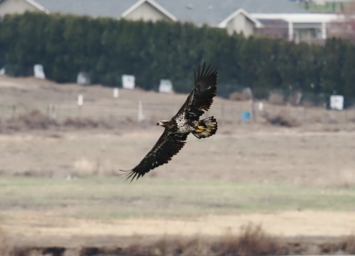 Орлан білоголовий - ML651646066