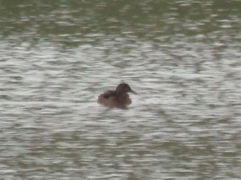 Germano reale - ML651647195