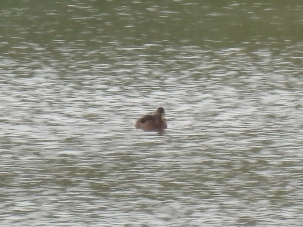 Germano reale - ML651647196