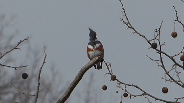 שלדג אמריקני - ML651647479
