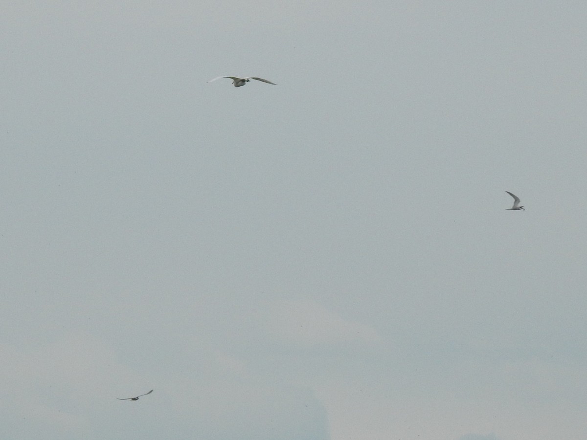 Sterna comune (hirundo/tibetana) - ML651647572