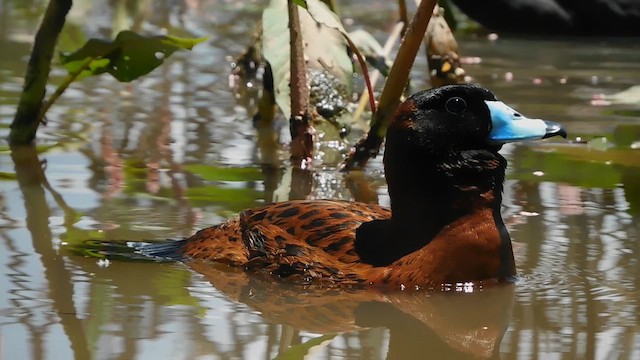 Масковая савка - ML651647861