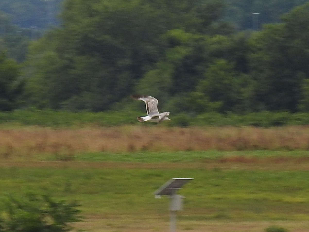 Gabbiano reale - ML651648442