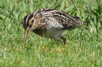 パラグアイタシギ - ML651649305