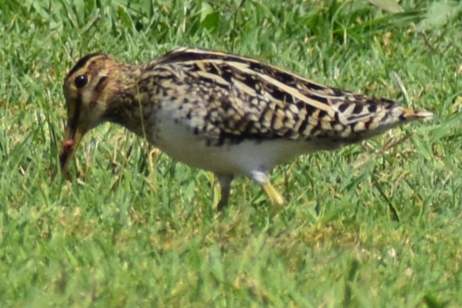 パラグアイタシギ - ML651649325