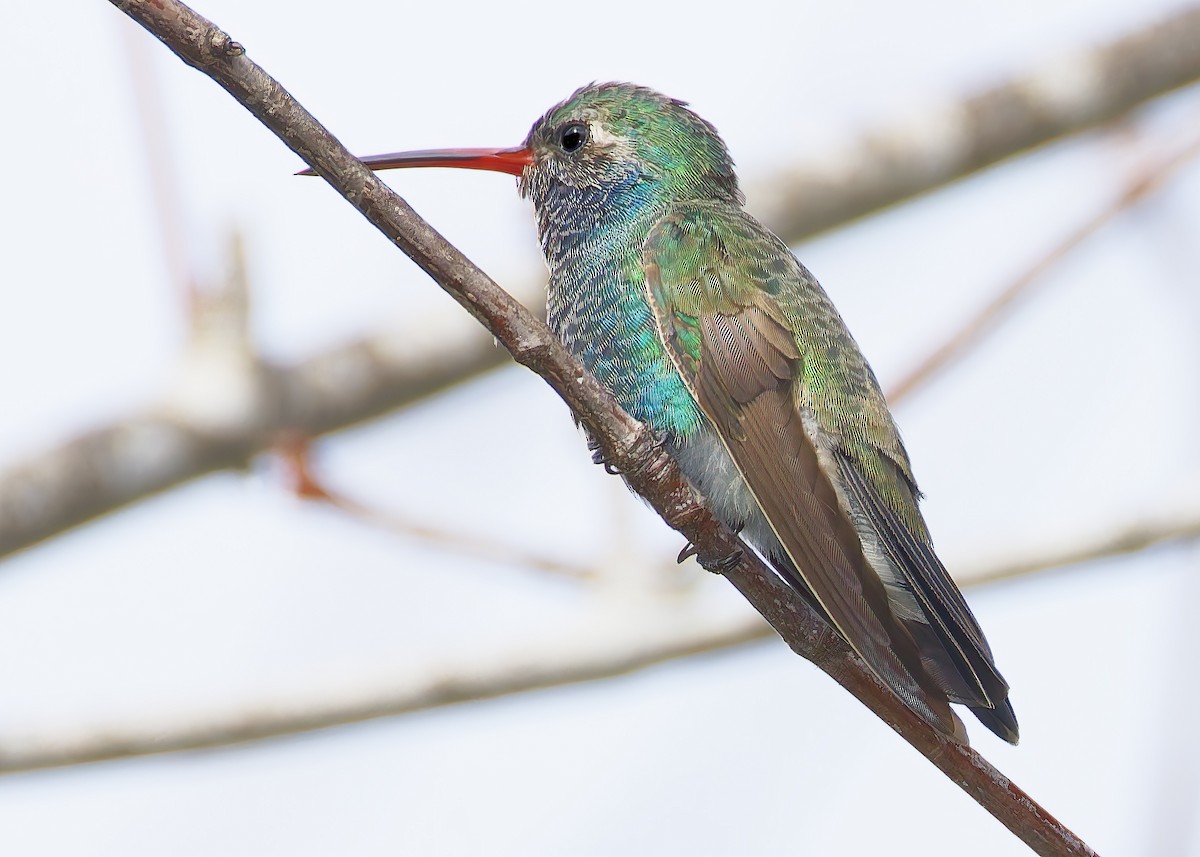 Broad-billed Hummingbird - ML651649492