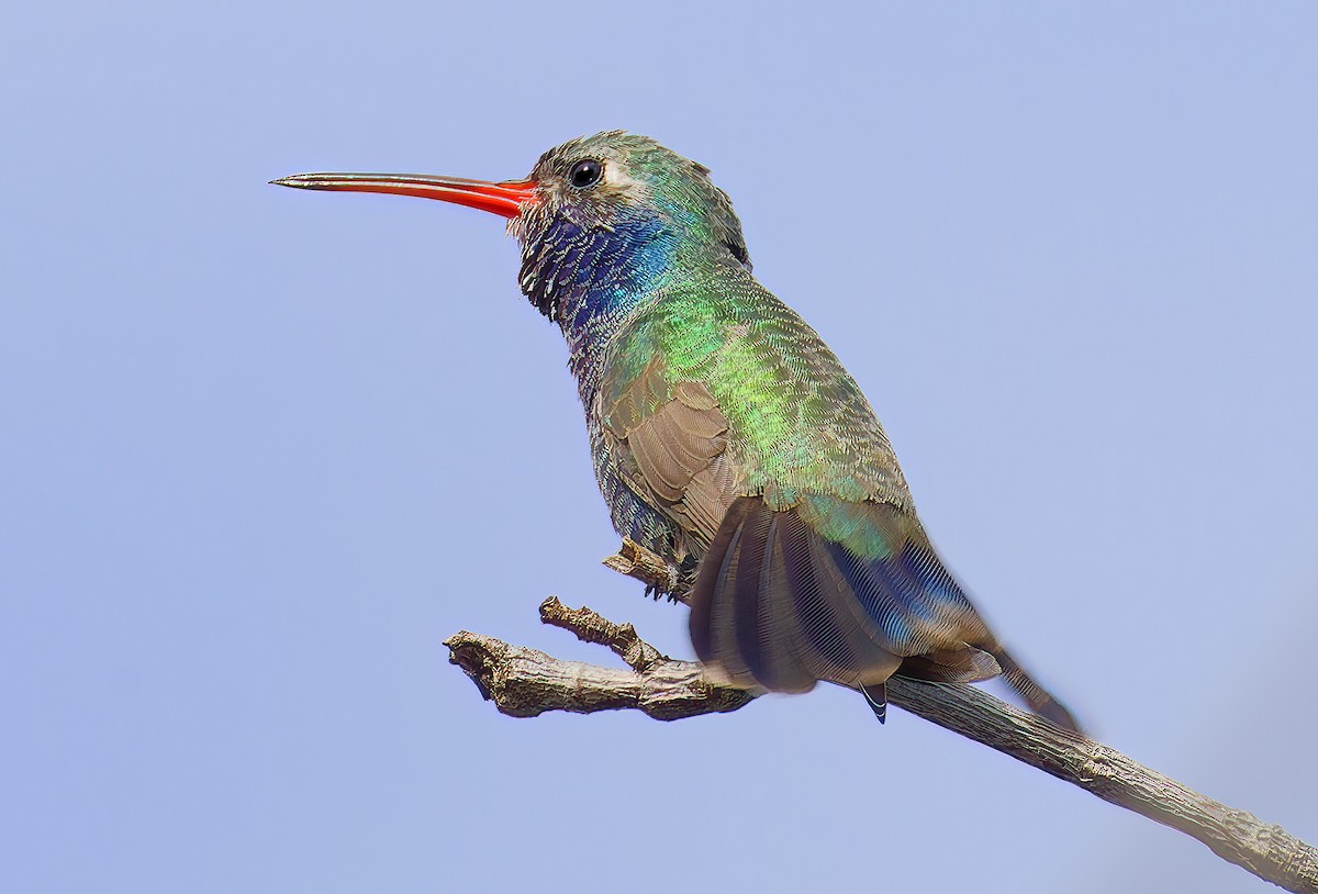 Broad-billed Hummingbird - ML651649493