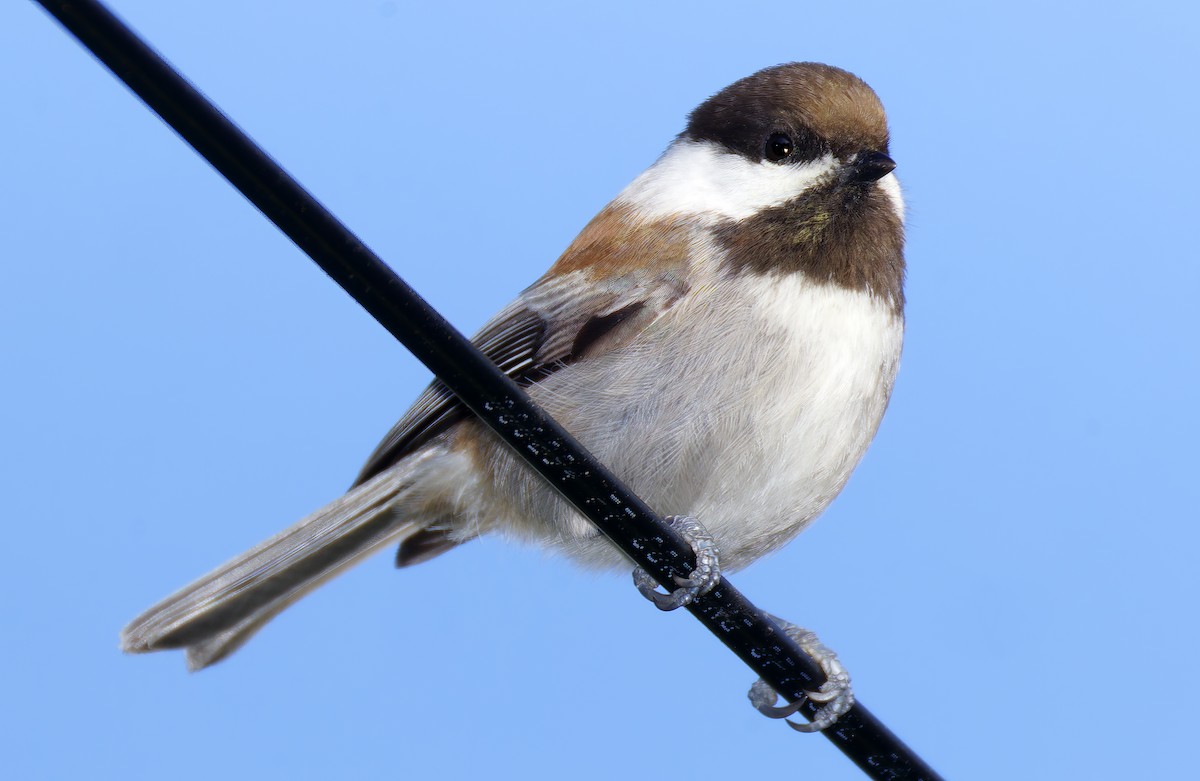 Chestnut-backed Chickadee - ML651649511