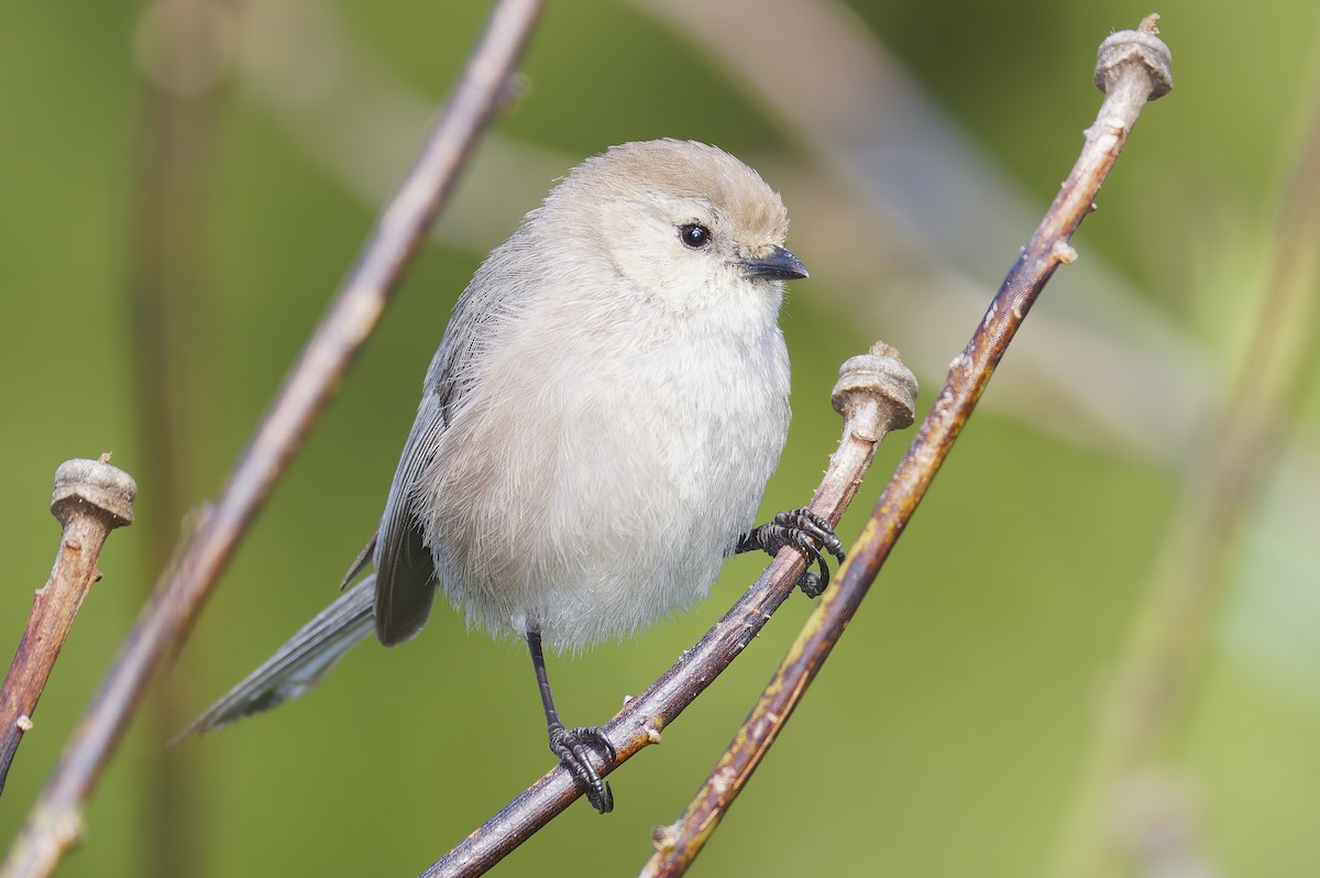 Bushtit - ML651649525