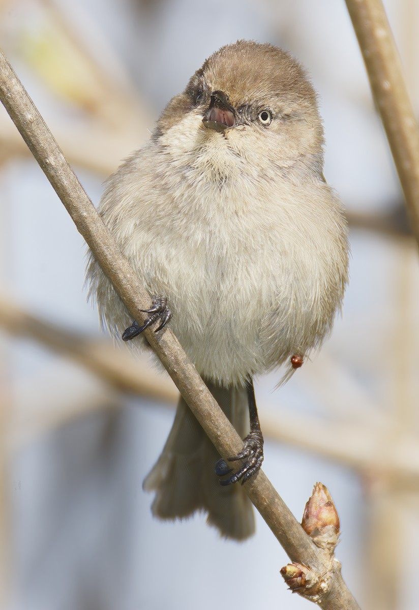 Bushtit - ML651649527