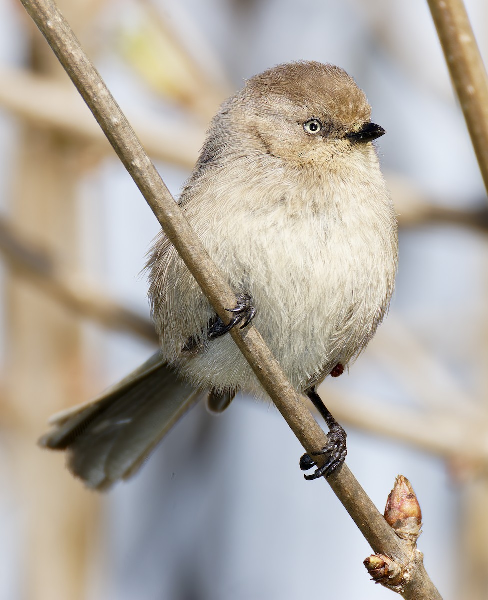 Bushtit - ML651649528