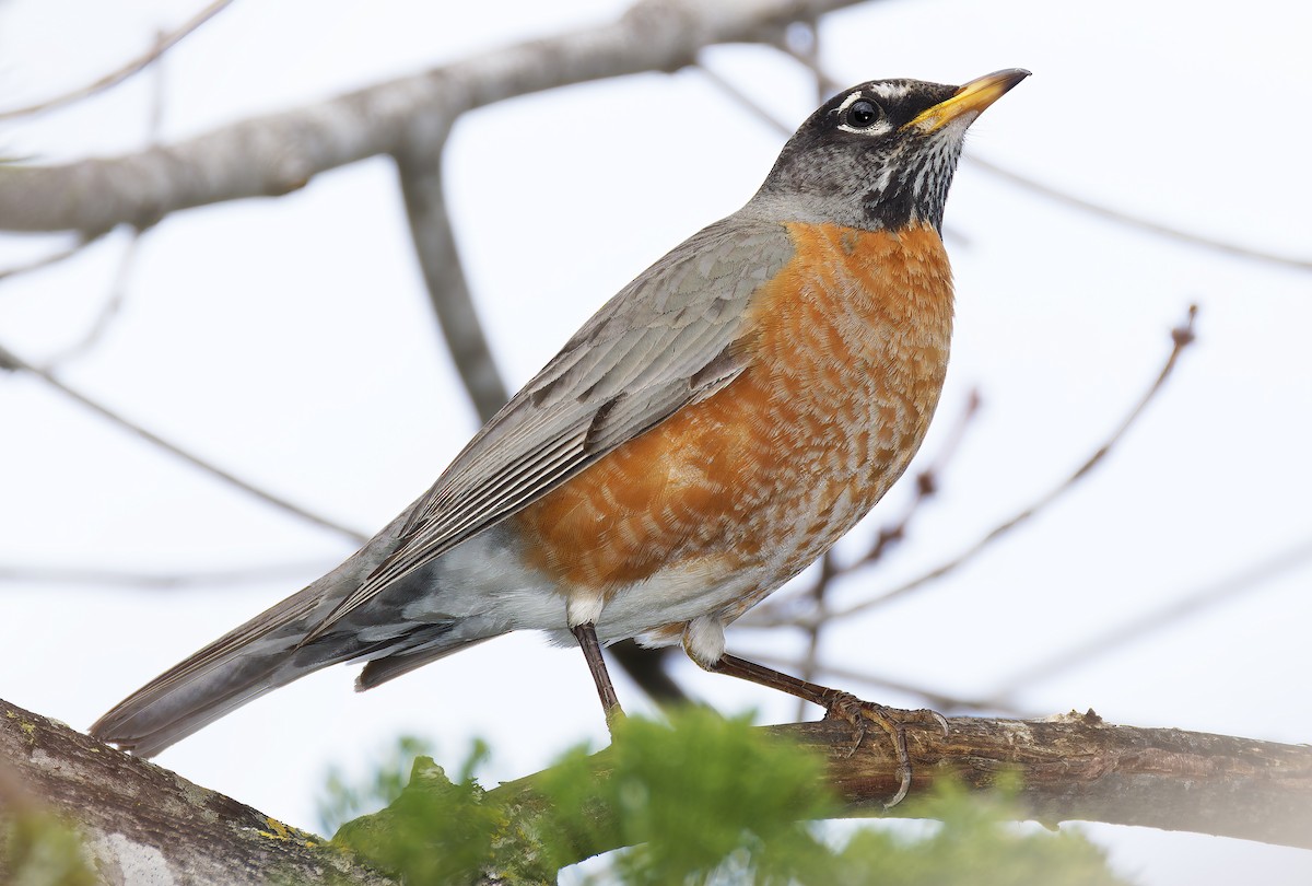 American Robin - ML651649540
