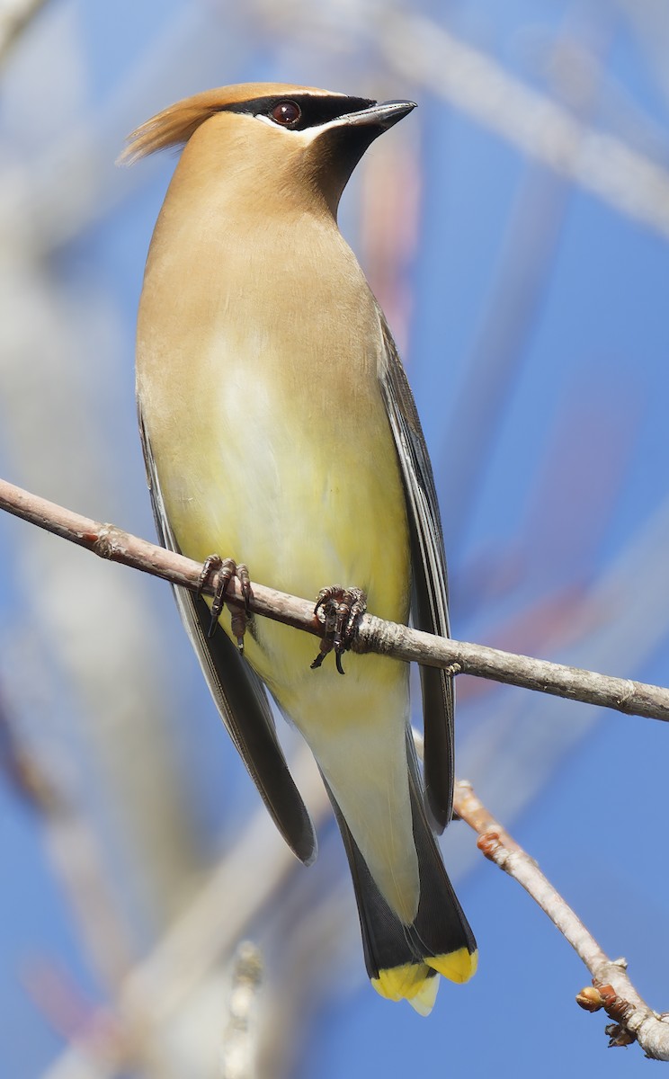 Cedar Waxwing - ML651649550