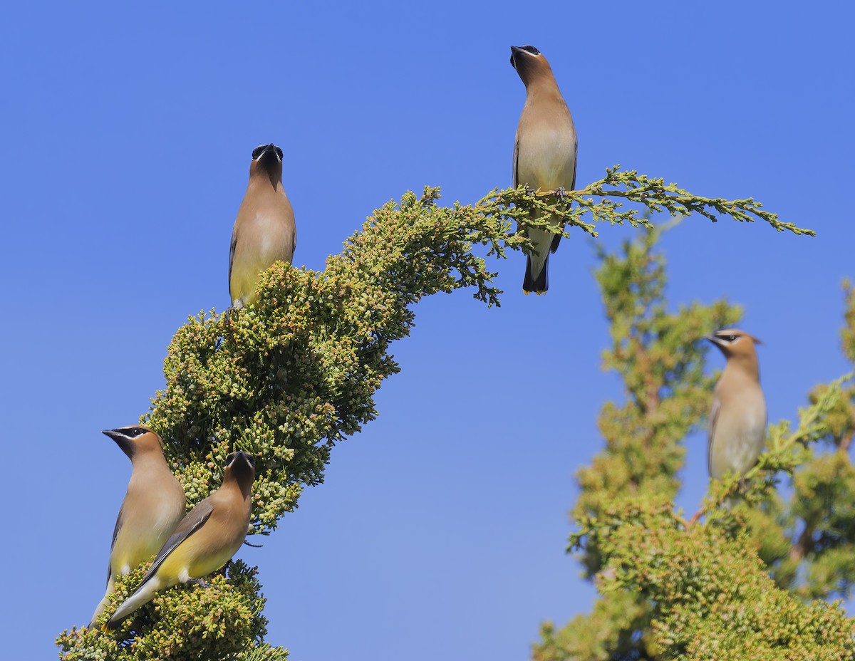 Cedar Waxwing - ML651649551