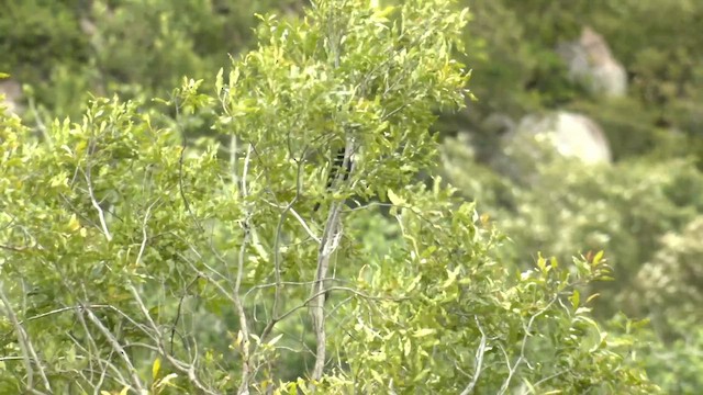 Mésange demi-deuil - ML651651123