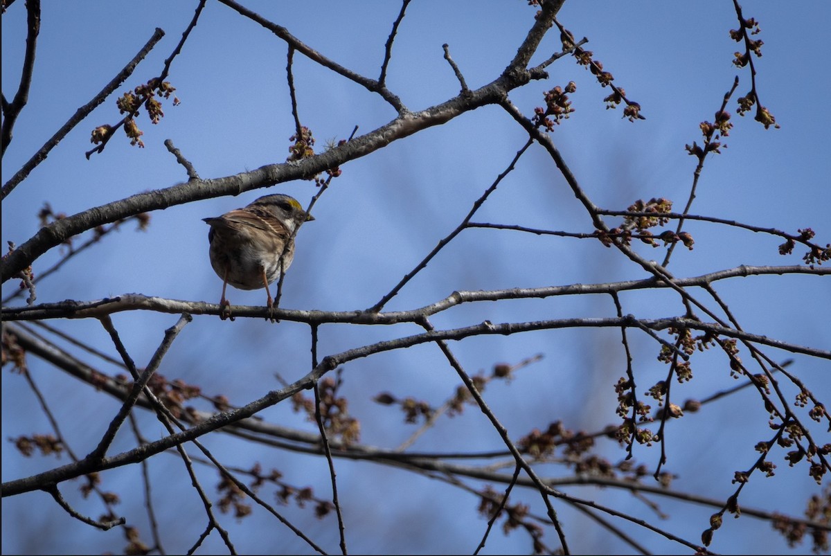White-throated Sparrow - ML651651187