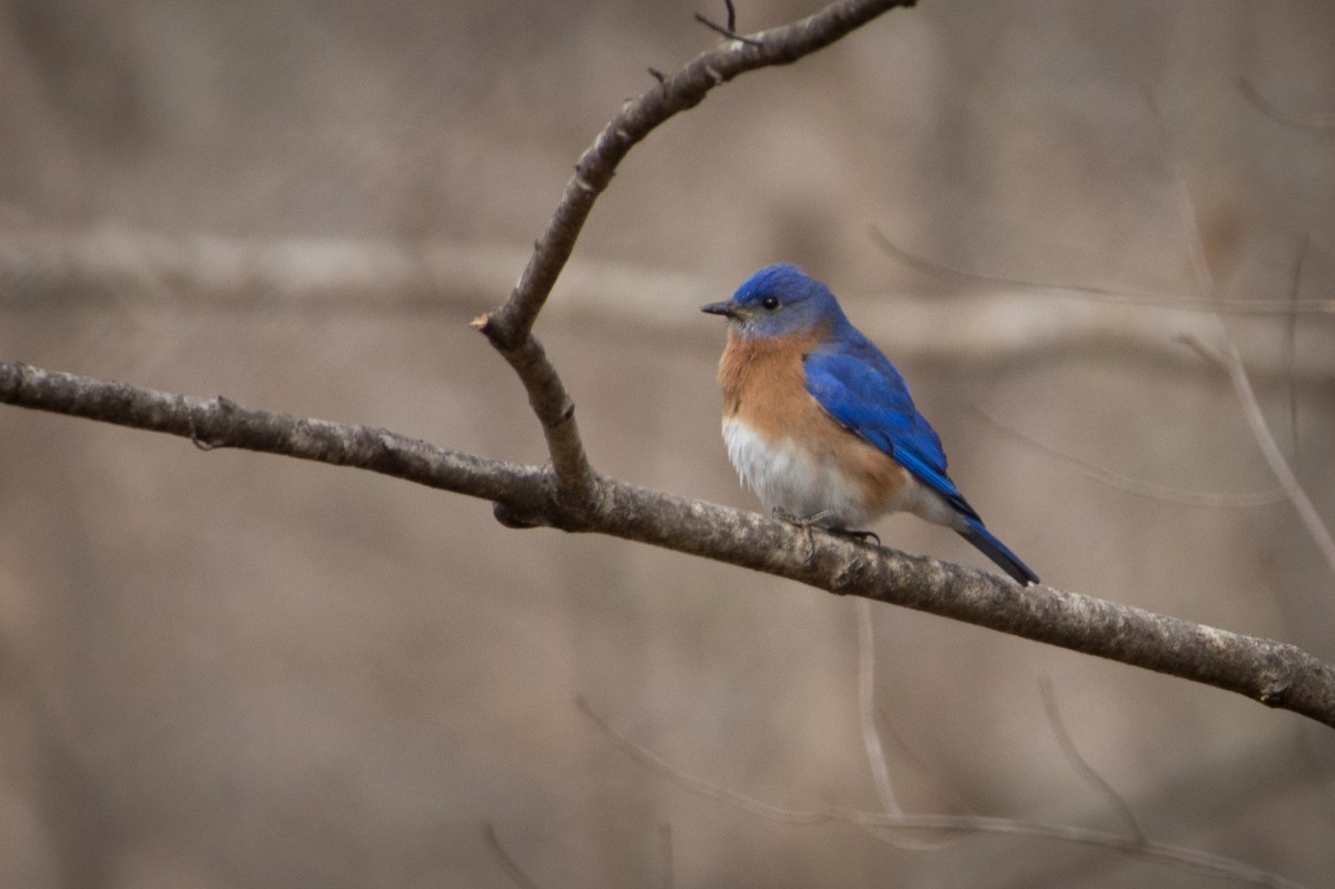 Eastern Bluebird - ML651651196