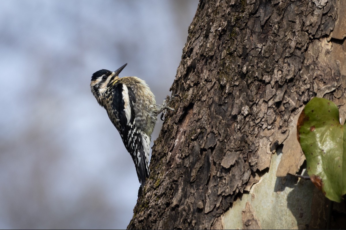 Yellow-bellied Sapsucker - ML651651206